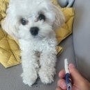 문학동우체국 | 문학동 무인 애견용품점 / 문학동 반려묘 용품 / 문학동 애견용품 맛집 / 문학동 무인점포...