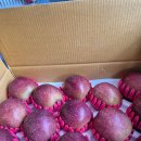 수일농장 | 문경 감홍사과 10kg 언박싱 후기 (진짜 사과 맛집)”