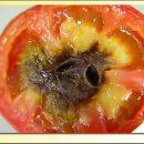 토마토재배- 석회질비료를 많이 주면 과실 속이 썩는 속썩음증상 발생 이미지