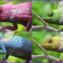 카멜레온 이미지