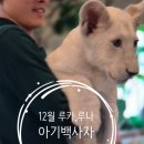 황금스파밸리 | 대구/가창]네이처파크 아기 백사자 루카,루나 12월방문후기/사전예약링크-대구동물원,대구아이랑가볼만한곳