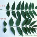 참중나무 이미지