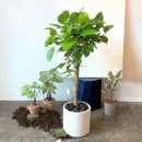 식물로부터 이미지