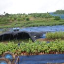 형제농원 이미지