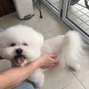 두유네 애견미용실 이미지