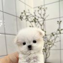 플랜멍 강아지분양&미용 대구 북구점 이미지