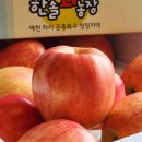 [공지] 추석, 달콤하고 아삭한 꿀사과와 부사로 짠 생사과즙 판매 합니다