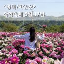 대신주말농장 정보화마을 | 평택 마안산 작약축제 5월 17일 실시간 작약 만개 끝물 후기 / 무료 꽃밭