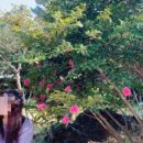 제주제비스테이 이미지