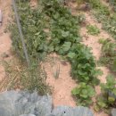 고읍농장 이미지