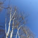 자작나무(백화,白樺) | Betula pendula Roth 이명 : Birch 이미지