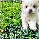 멍샵 강아지분양 인천본점 | 멍샵 강아지분양 인천본점, 인천강아지분양 선택의 기준