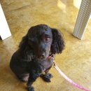 우리집 멍뭉 이미지