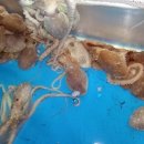 독천낭주골 이미지