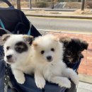 엠바크 | DNA 검사했시루! 내돈내산 Embark 강아지 유전자 검사 후기 (충격반전)