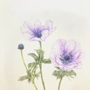 마음의 쉼, 보태니컬 아트 이미지