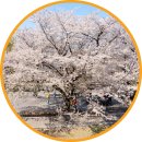 보현사 주차장입구 | 울산 숨은 벚꽃 명소 보현사 개화상황 포토존 공작새 주차정보