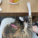 그루밍 루니 이미지