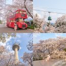 일비플라워꽃놀이패 | 대구 이월드 벚꽃 83타워 전망대 대구 벚꽃 명소