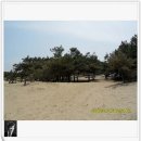 칠포해수욕장 이미지