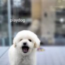 플레이독 파주본점 이미지