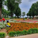 보강천 미루나무숲 이미지