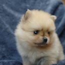 퍼피앤독 이미지