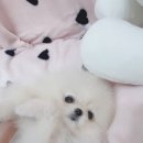 맹구와 땡칠이 이미지