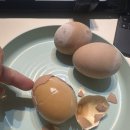 장기어린이집 | 보육교사장기미종사자교육/한국보육진흥원/어린이집미종사자/장기미종사자교육후기/zoom비대면교육