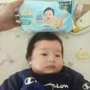 100일 아기 첫 팬티형 기저귀 체험기, 팸퍼스 기저귀 실제 사용후기