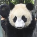 판다곰 이미지