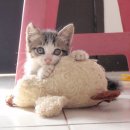 이하리천 이미지