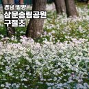 삼문동둔치길(삼문송림) | 밀양 가볼만한곳 삼문송림공원 구절초 가을 꽃구경 여행