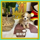 퍼피댕 강아지분양 안심분양소 광명점 말티푸 미니비숑 토이푸들 이미지