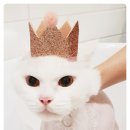 미용천하 이미지