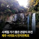 제주 천지연 담팔수 자생지 | 제주 서귀포 폭포 사계절 여행하기 좋은 천지연폭포