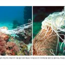 해삼 이미지