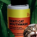 미뇽 캣 이미지