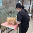그룸빌 애견미용전문학원 네이버블로그
