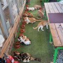 커피먹고가세 | [파주 애룡저수지] 고양이 천국 힐링 카페! 츄르도 파는 '커피먹고가세' 솔직후기