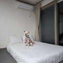 글램독통영 이미지