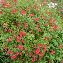 우체국길 이미지