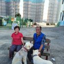 복순이네 이미지