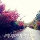 성자마을진입로 이미지