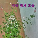 이벤트[추천합니다]- 체리세이지 이미지