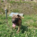 똥강아지 이미지