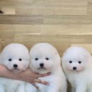 더 샵 동물메디컬센터 이미지