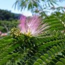 약나무마실 이미지