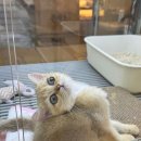 강아지분양 더펫 네이버블로그