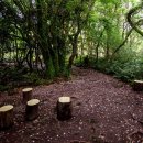 불란지스테이 이미지